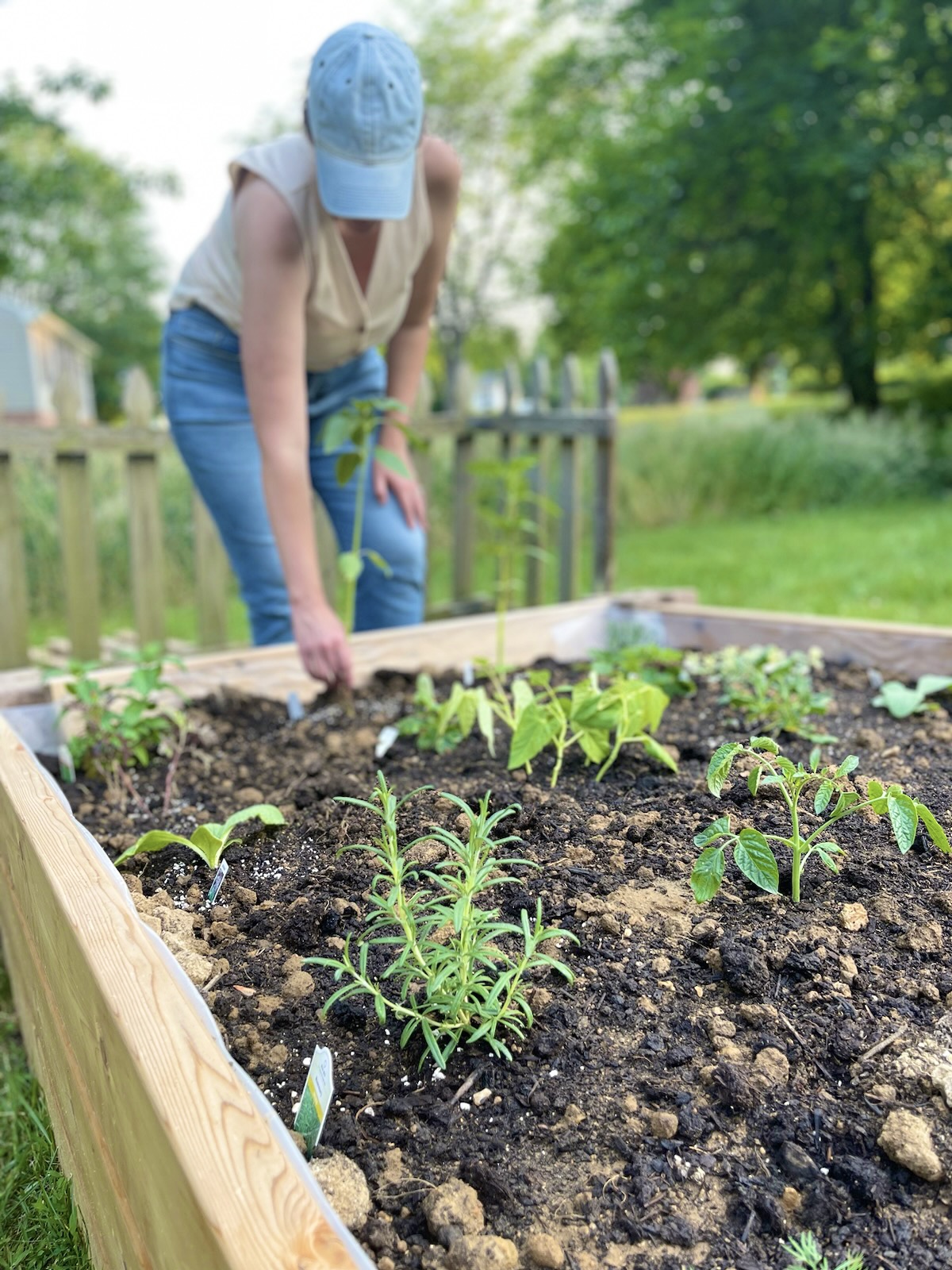 woman wearing hat planting plant in raised garden bed