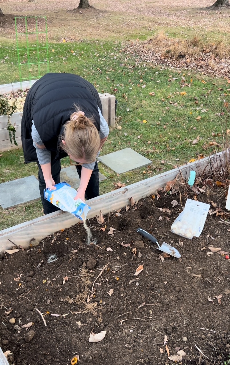 woman pouring bone meal plant fertilizer in soil of raised garden bed for allium bulbs