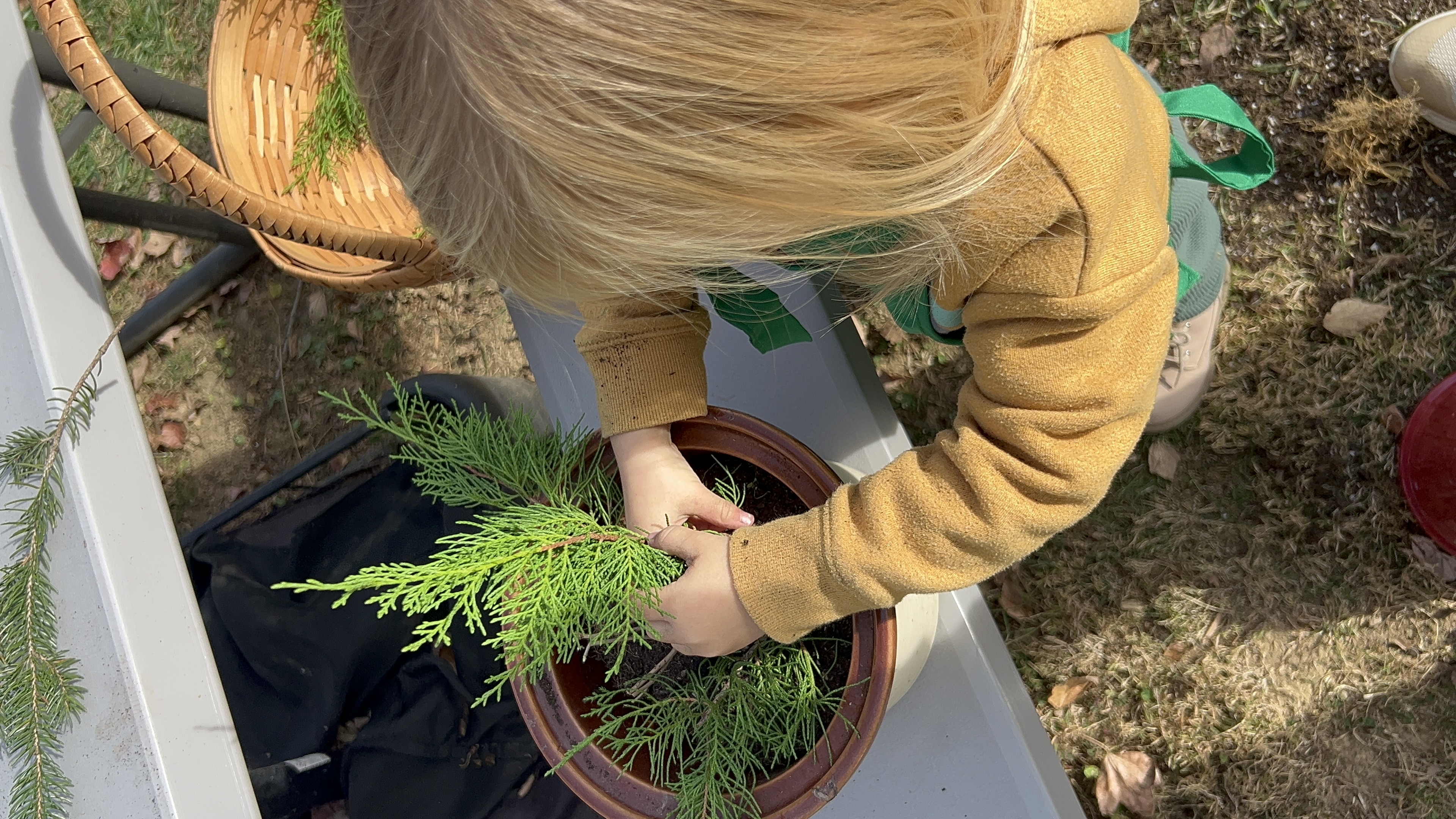 child planting evergreen branches in pot