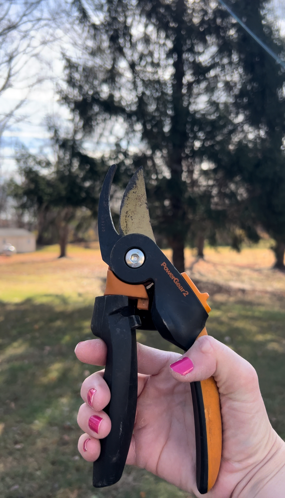 garden pruners and pine tree