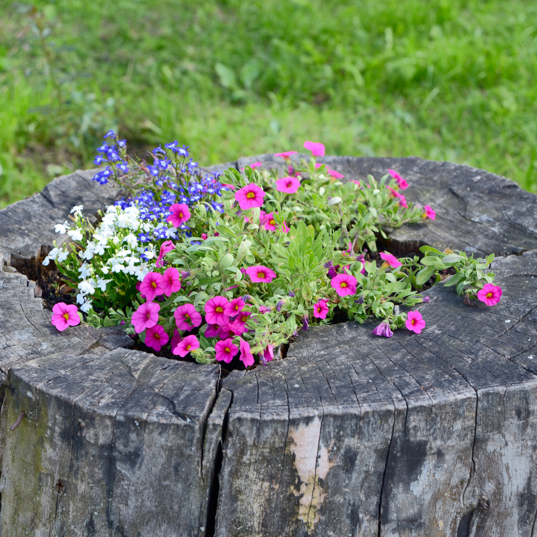 Purple, white, and pink flowers planted in the center of tree stump