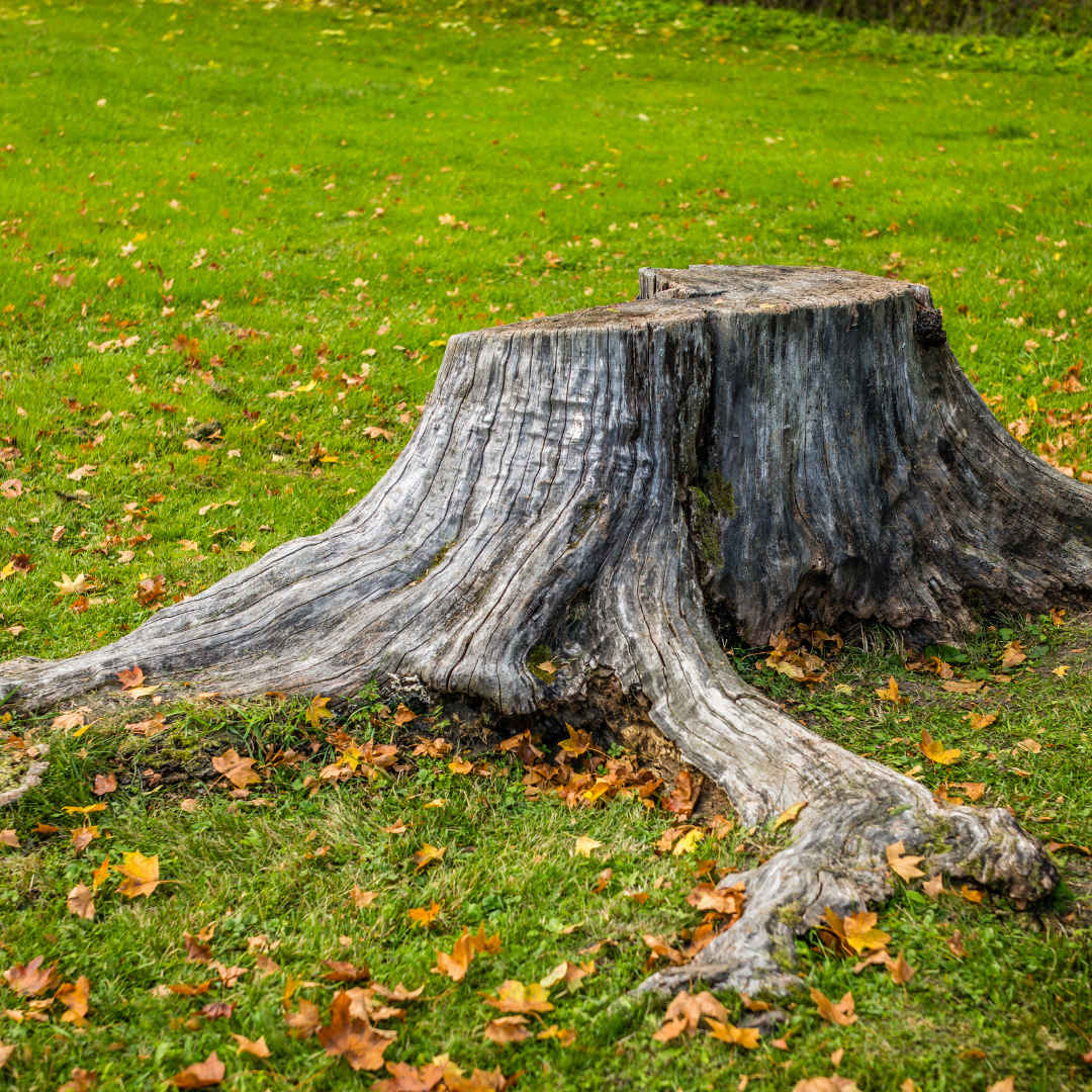 Tree stump in green grass with fallen leaves