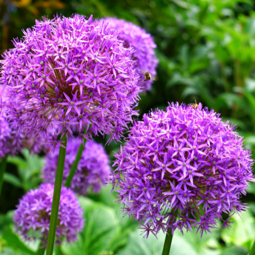 giant purple allium ball flowers