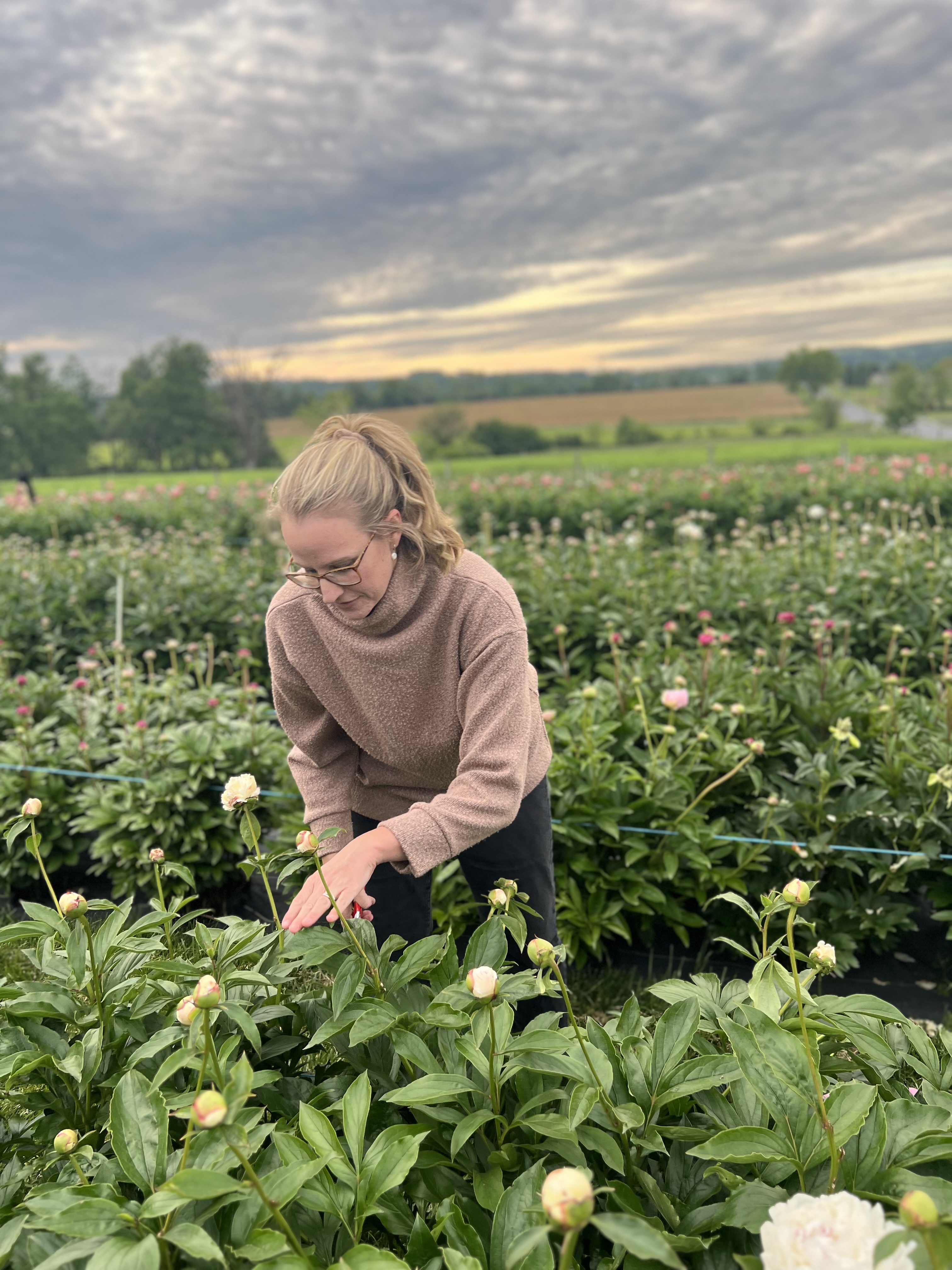 woman at peony flower farm cutting peonies in a field